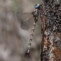 Austroaeschna multipunctata (Multi-spotted Darner).jpg